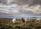 Malvern Ponies by Erica Oram